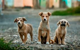 Street dogs neutering/spaying