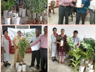 Tree Sapling Distribution