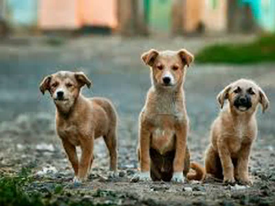 Street dogs neutering/spaying